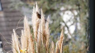 relaxing bird sounds