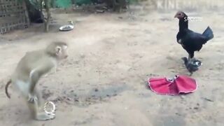 Monkies Funny