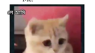 Ms Cat