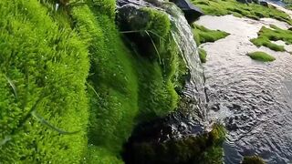 Sungai mengalir