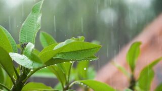 sound of rain for relaxation