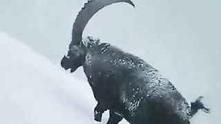 Mountain king