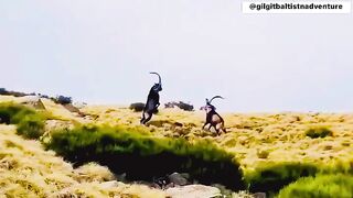 Mountain king