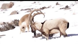 Mountain goat ibex
