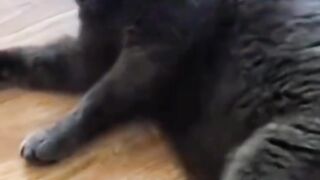 funny video# try no to laugh