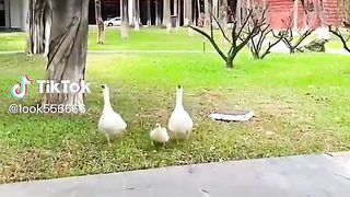 Ducks