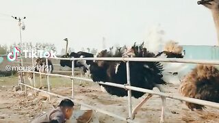 Ostriches