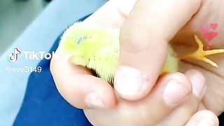 Chicks.