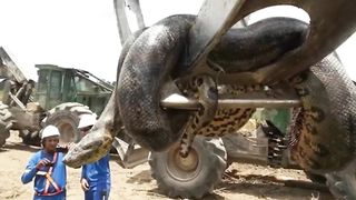 Top 10 Biggest Snakes In The World