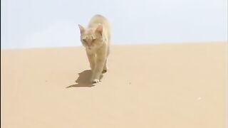 Survival challenge between cat and snake