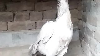 Aseel murgi lover video home bread