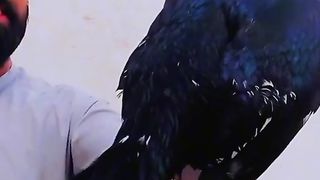 Tik tok vedio