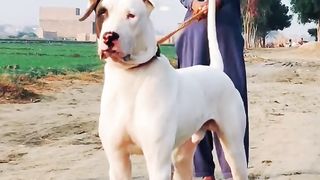 Bully dog .check beauty.alamy
