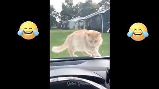 Funny video compilation update 2023