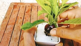 How to grow cherry tree from cherry  fruit with egg and aloe Vera.