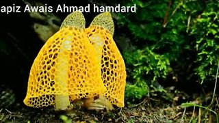 Beautiful recitation telawat quran