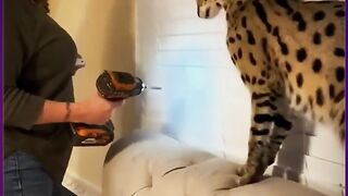 Crazy Cats & Dogs