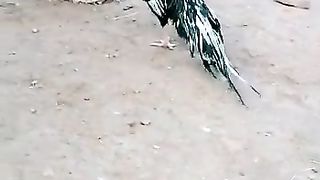 Tik tok vedio