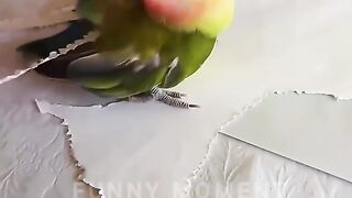 Funny Animals