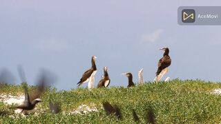 WILDLIFE  ANIMATIONS