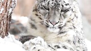 Snow Leopard Korakram Mountains|Pakistan