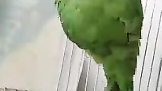 beautiful parrot