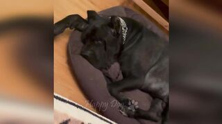 Funny animals - Funny cats / dogs - Funny animal videos