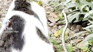 Funny cats video ????????