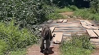 BINATANG ENDEMIK KALIMANTAN