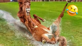 Funny Dogs And Cats Videos 2023 ???????? - Best Animal Videos Of The Month ????