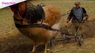 Top_10_Biggest_Animals_in_the_World_||_World's_Largest_Animals(720p)