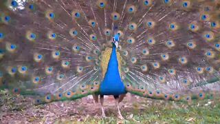Beautiful Peacock