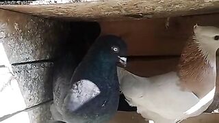 Roller pigeons pair