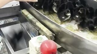 Baby Chicks Viral video 2023