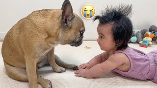 12 Months Of Dog and Baby Friendship