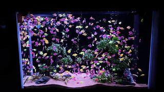beautiful group of fish