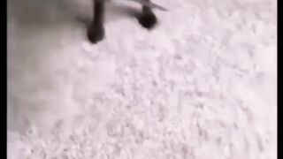Funny dog's V's monkey ????