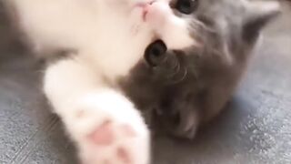 Cut cat Funny video