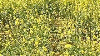 Rangeela# short videos ????