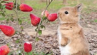 Omg rabbit ???? eating