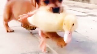 Who will pay the duck?