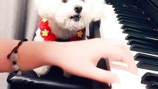 A dog that sings