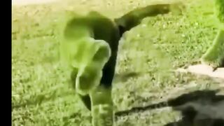 Amazing Facts Amazing videos Amazing Moments
