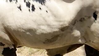 Friendly Cow