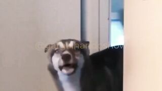Dogs are always cute