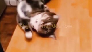 The internet's hottest cats
