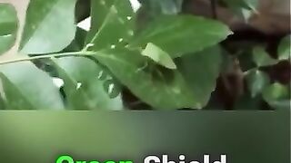 Green Shield Bug insect on leaf