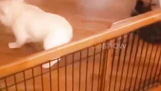 The adorable pets