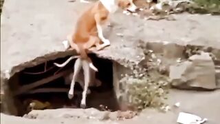 Funny video clips #funnyvideo