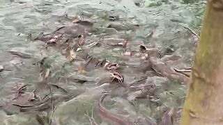 catfish